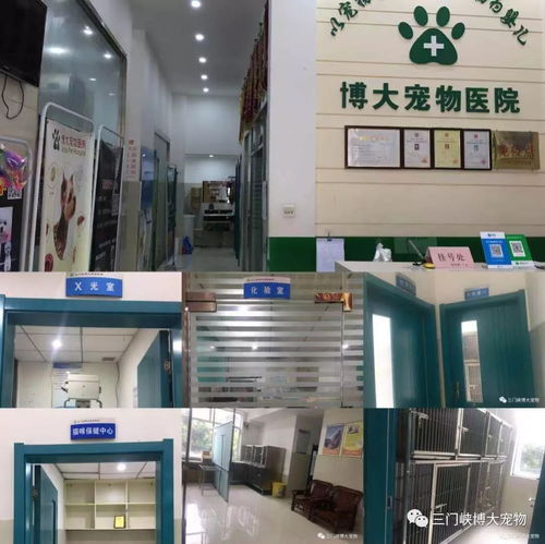 十年同行,感恩有你 三門峽博大寵物醫院十周年店慶活動