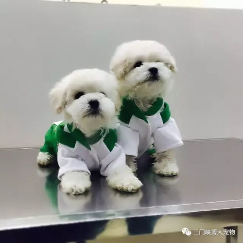 博大寵物醫院迎雙節送好禮